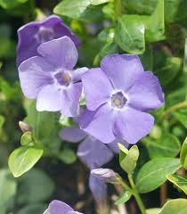 Attēlu rezultāti vaicājumam “Vinca minor flower”