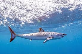 Image result for Isurus oxyrinchus