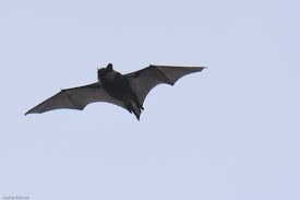 Attēlu rezultāti vaicājumam “Eptesicus nilssonii”