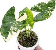 Attēlu rezultāti vaicājumam “Lophozia laxa macro”