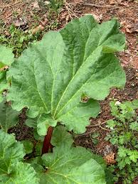 Attēlu rezultāti vaicājumam “Rheum rhabarbarum”