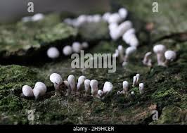 Attēlu rezultāti vaicājumam “Phleogena faginea stalked”