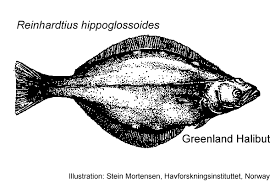 Image result for Reinhardtius hippoglossoides