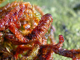 Attēlu rezultāti vaicājumam “Scorpidium revolvens”