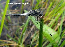Attēlu rezultāti vaicājumam “Leucorrhinia”