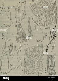 Attēlu rezultāti vaicājumam “Breidleria pratensis”