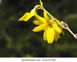 Attēlu rezultāti vaicājumam “Forsythia suspensa flower”