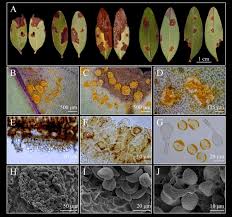 Attēlu rezultāti vaicājumam “Melampsora epitea”
