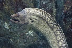 Image result for Muraena helena