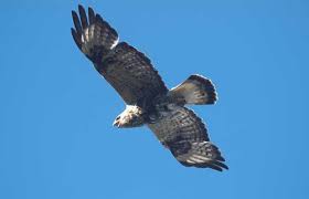 Attēlu rezultāti vaicājumam “Buteo lagopus adult”