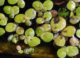 Attēlu rezultāti vaicājumam “Spirodela polyrhiza”