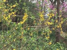 Attēlu rezultāti vaicājumam “Forsythia”