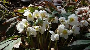 Attēlu rezultāti vaicājumam “Helleborus niger flower”