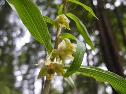Attēlu rezultāti vaicājumam “Epipactis helleborine”