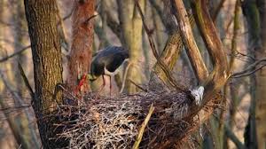 Attēlu rezultāti vaicājumam “Ciconia nigra nest”
