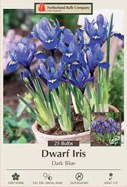 Attēlu rezultāti vaicājumam “Iris reticulata”