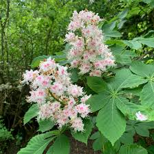 Attēlu rezultāti vaicājumam “Aesculus x hybrida flower”
