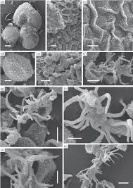 Attēlu rezultāti vaicājumam “Comatricha pulchella spores”