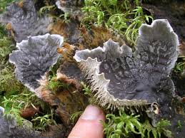 Attēlu rezultāti vaicājumam “Peltigera”