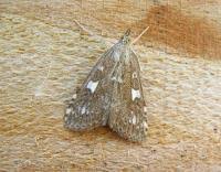 Attēlu rezultāti vaicājumam “Udea olivalis”