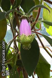 Attēlu rezultāti vaicājumam “Collaria sp.”