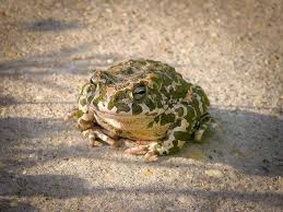 Attēlu rezultāti vaicājumam “Pseudepidalea viridis adult”