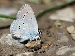 Attēlu rezultāti vaicājumam “Cupido minimus underside”
