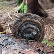 Attēlu rezultāti vaicājumam “Skeletocutis brevispora”