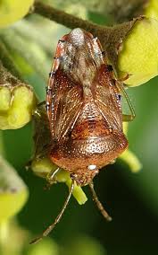 Attēlu rezultāti vaicājumam “Elasmucha grisea”