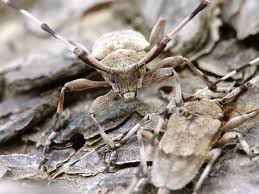 Attēlu rezultāti vaicājumam “Acanthocinus aedilis”