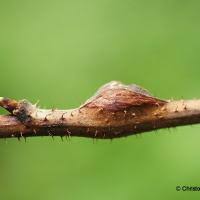 Attēlu rezultāti vaicājumam “Lasioptera rubi”