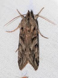 Attēlu rezultāti vaicājumam “Cucullia fraudatrix”