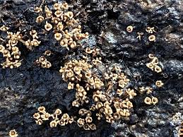 Attēlu rezultāti vaicājumam “Diderma testaceum sessile”