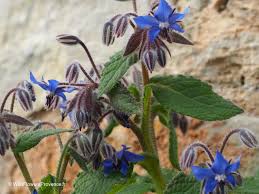 Image result for Borago officinalis