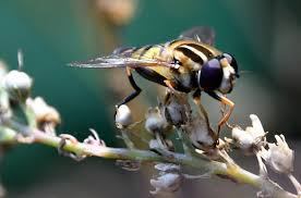 Attēlu rezultāti vaicājumam “Helophilus sp.”