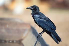 Attēlu rezultāti vaicājumam “Corvus frugilegus”