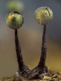 Attēlu rezultāti vaicājumam “Didymium spongiosum macro”