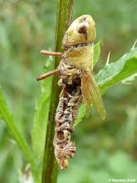 Attēlu rezultāti vaicājumam “Entomophaga grylli”