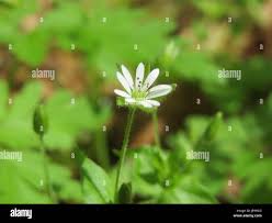Attēlu rezultāti vaicājumam “Stellaria nemorum flower”
