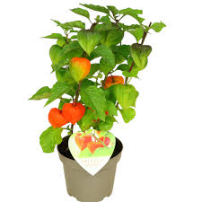 Image result for Lampionblume