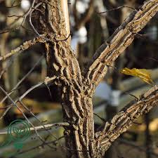 Attēlu rezultāti vaicājumam “Ulmus minor f. suberosa”