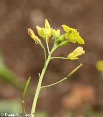 Attēlu rezultāti vaicājumam “Diplotaxis tenuifolia bud”