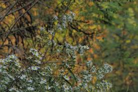 Attēlu rezultāti vaicājumam “Symphyotrichum x salignum flower”