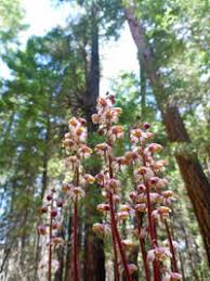 Attēlu rezultāti vaicājumam “Pyrola rotundifolia fruit”