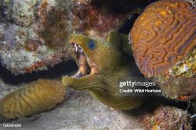 Image result for Gymnothorax funebris