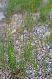 Attēlu rezultāti vaicājumam “Triglochin palustre”