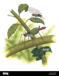 Attēlu rezultāti vaicājumam “Sternorrhyncha”