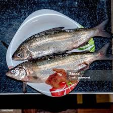 Image result for Coregonus lavaretus