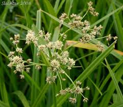 Attēlu rezultāti vaicājumam “Scirpus sylvaticus fruit”