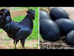 Attēlu rezultāti vaicājumam “Chlidonias niger eggs”